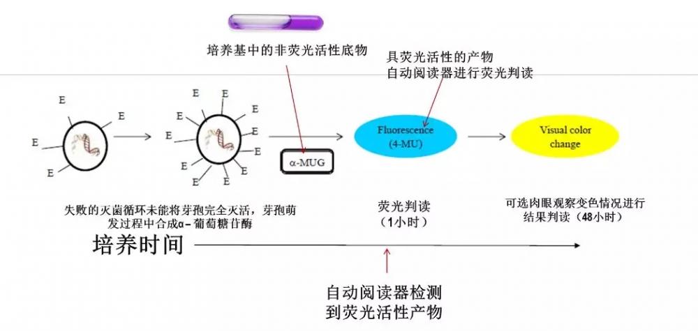 圖為熒光判讀原理.webp.jpg